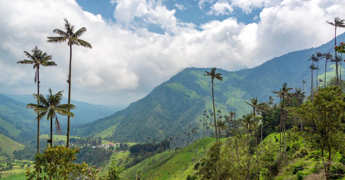 Valle del Cocora 1